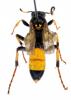Ichneumon sp.